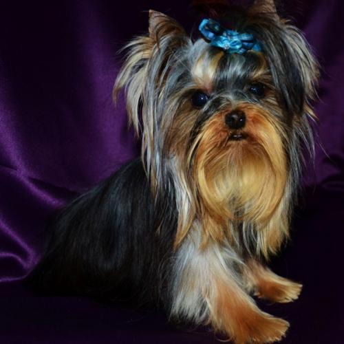 Elevage of Meadow Cottage