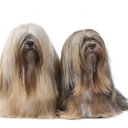 Eleveur de Lhassa Apso