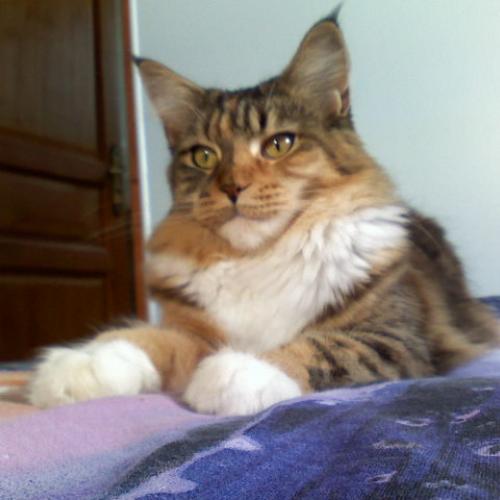 Élevage : maine coon