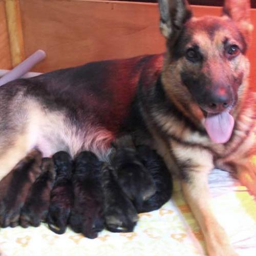 Partic elevage Norwich Terrier Berger Allemand