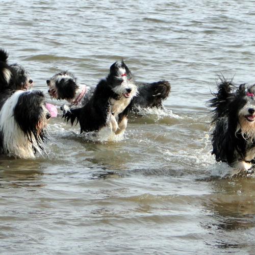 Elevage : Bearded collie