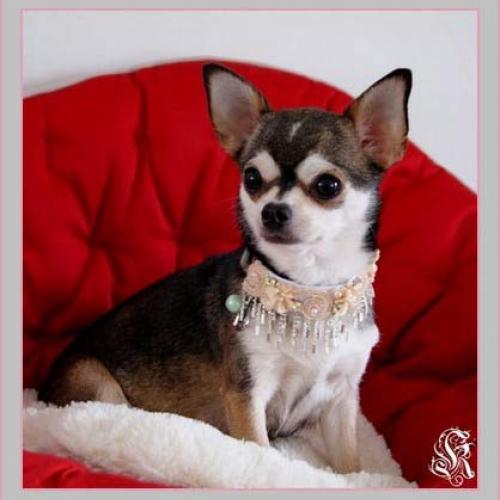 Élevage : le chant des madones