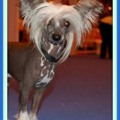 Eleveur : Soleil Levant de Lastreche