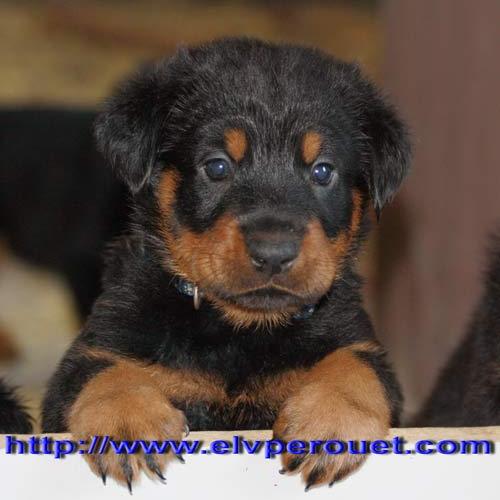 Eleveur : Elevage du Perouet