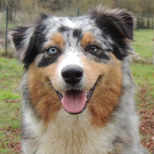 Élevage : berger australien