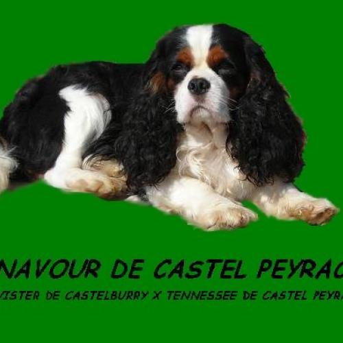 Eleveur : castelpeyrac