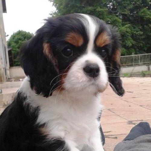 Eleveur du Domaine de Maxiel