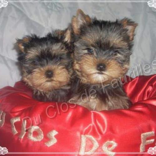 Eleveur : du clos de faurilles