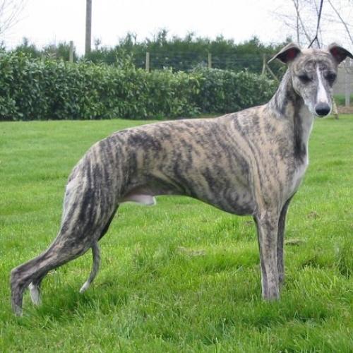 Élevage : whippet