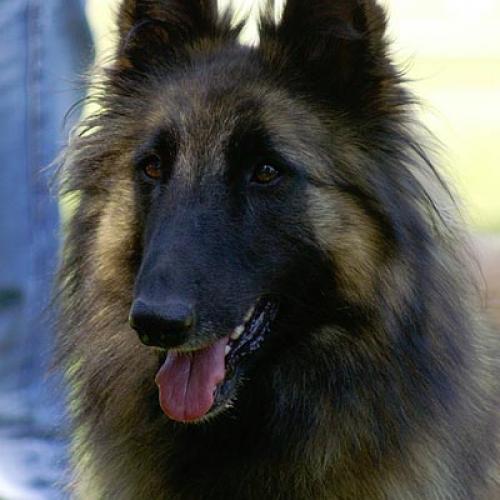 Élevage : berger belge