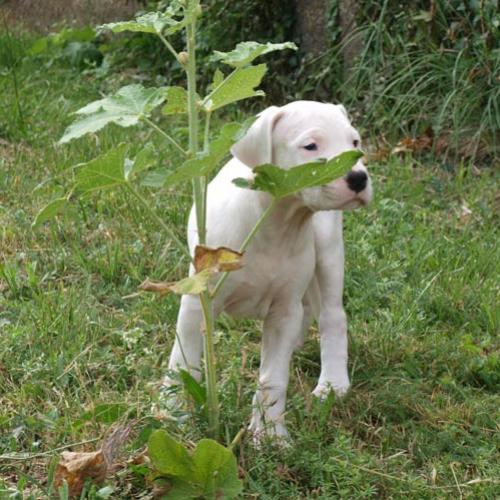 Élevage : dogue argentin