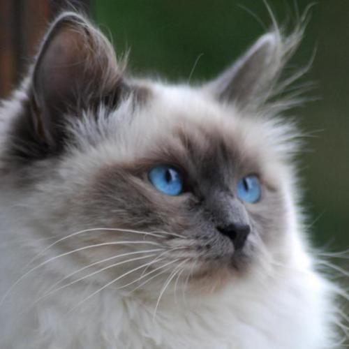 Élevage : birman (sacré de birmanie)