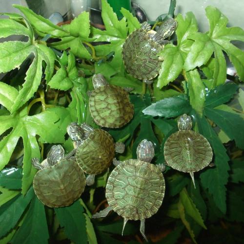 Élevage : tortue aquatique