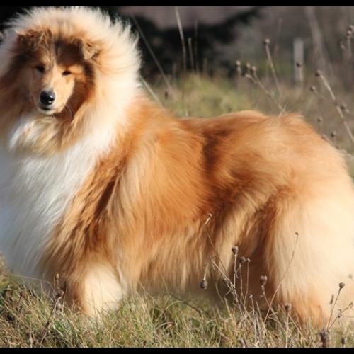 Eleveur : Elevage canin