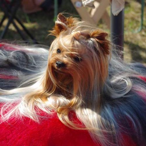 Élevage : yorkshire terrier