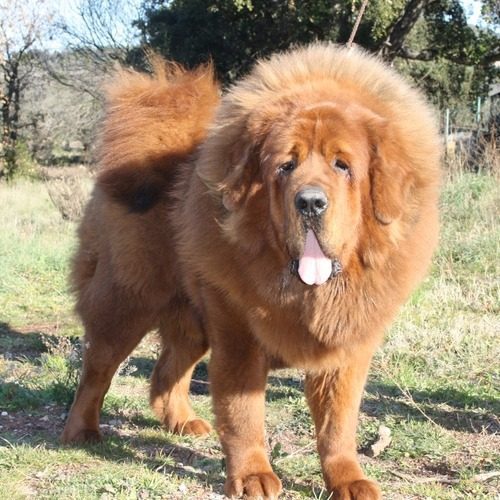 élevage De Tetiaroa