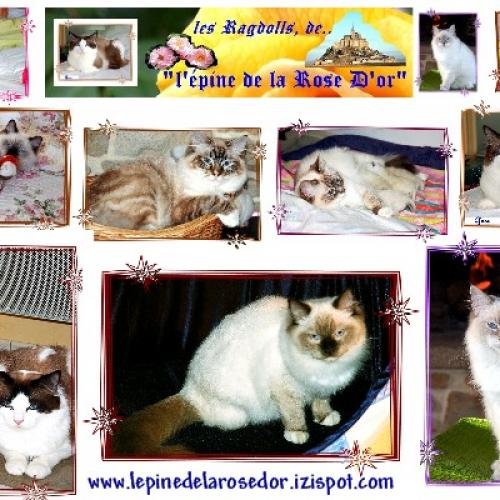 ragdolls l'épine de la rose d'or
