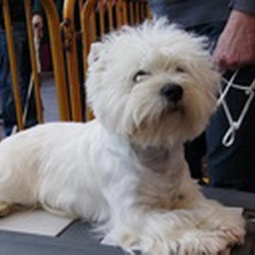Élevage : west highland white terrier