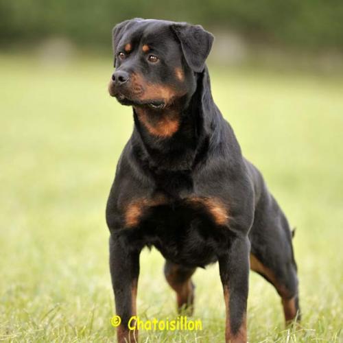 Eleveur : Les Rottweilers de Chatoisillon