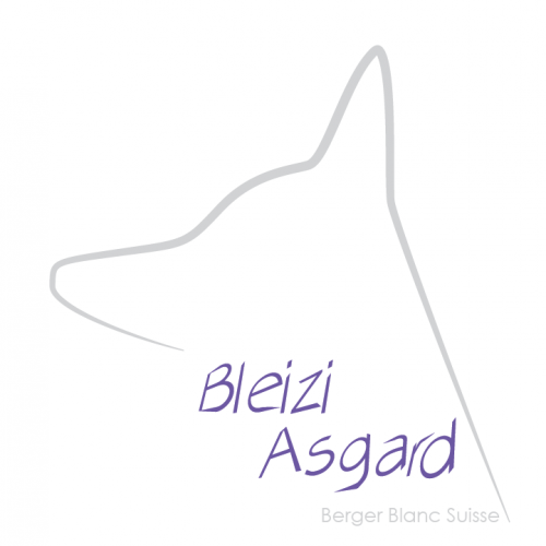 Élevage : berger blanc suisse