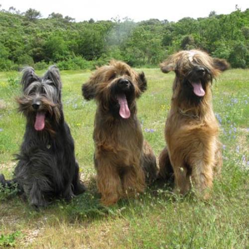 Élevage : berger de brie