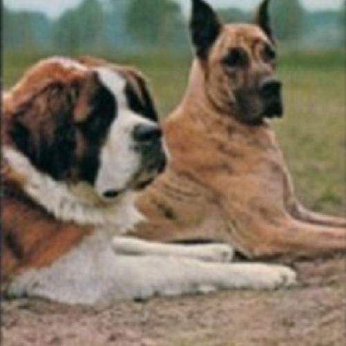 Eleveur : ELEVAGE DE LA BOUTINAIS