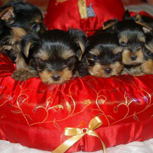 Eleveur : la villa du sieur paoli