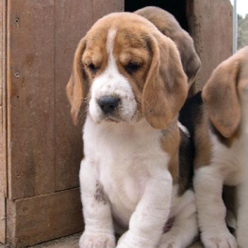 Eleveur : Les Beagles du Ron de l'Apio