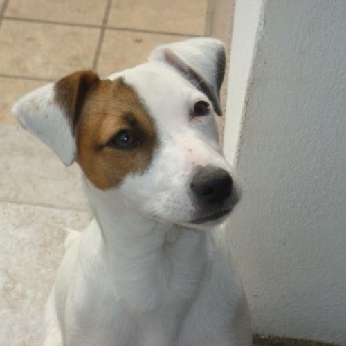 Elevage Parson & Jack RussellTerrier LOF