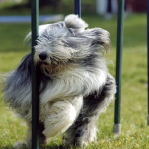 Eleveur : Dream from highland's