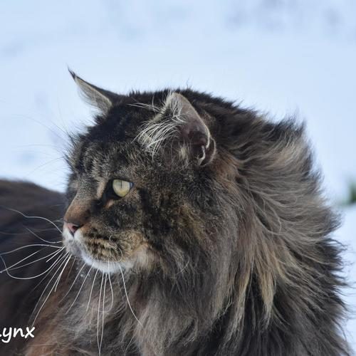 Eleveur : wild lynx