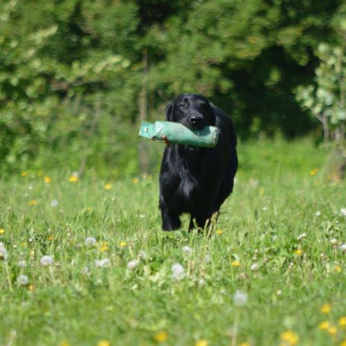 elevage du bonheur celeste