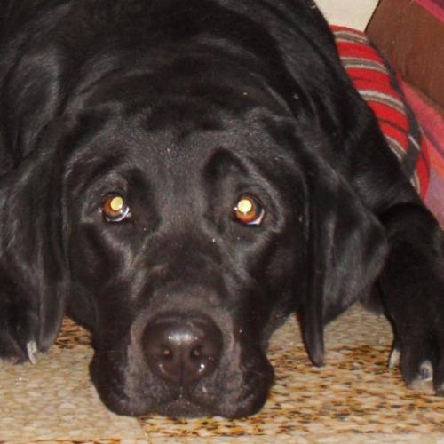 élevage : Labrador Retriever - Bouledogue Francais