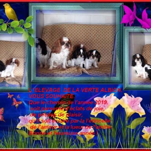 Elevage de la Verte Albion