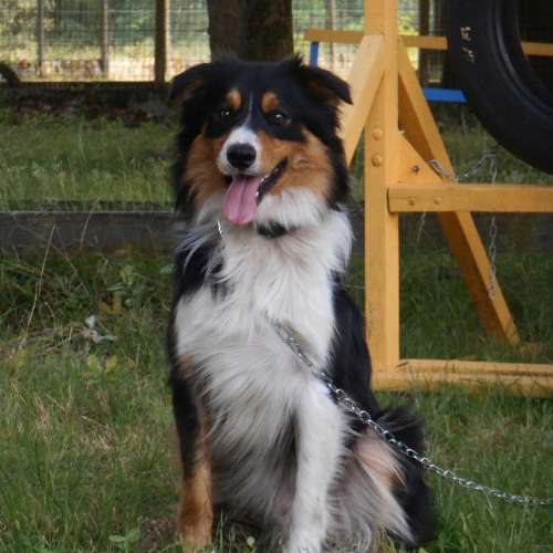 Can-Idée élevage et pension pour chien et chat