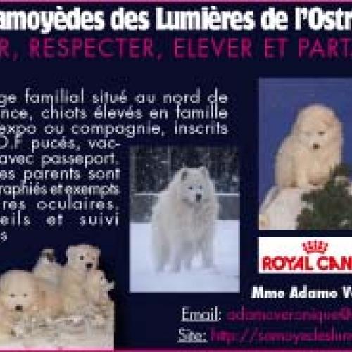 Eleveur : des lumières de l'ostrevant