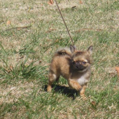 Élevage : chihuahua