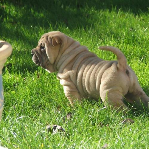Élevage : shar pei