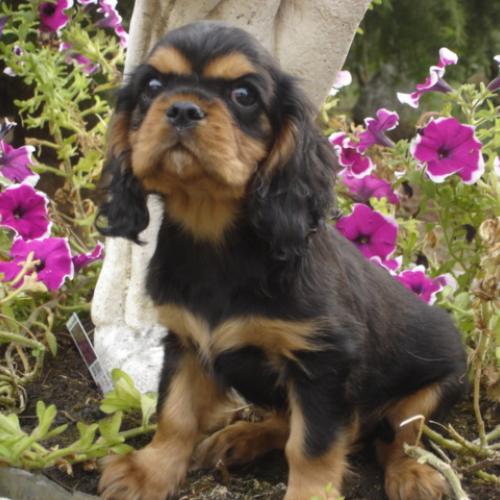 Eleveur : Les Princes de la Forêt Noire