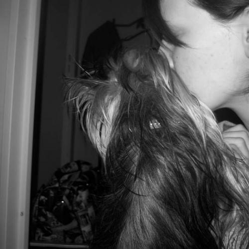 Élevage : yorkshire terrier