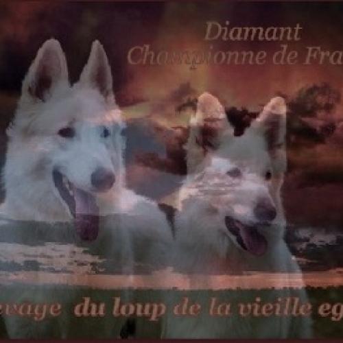 Élevage : berger blanc suisse