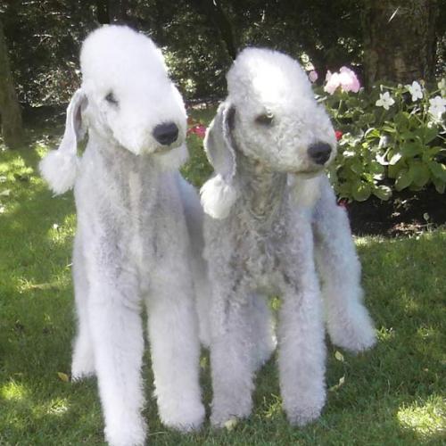 Élevage : bedlington terrier