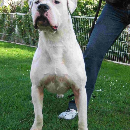 Élevage : dogue argentin