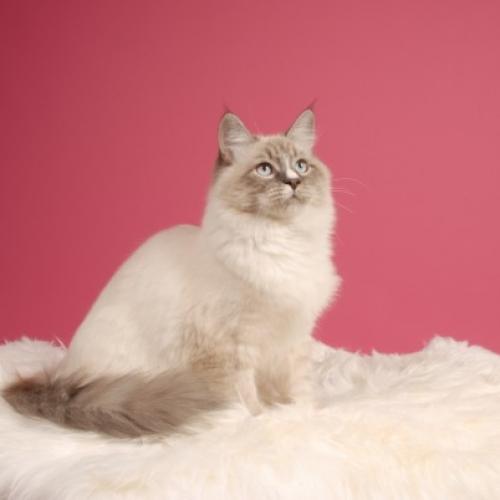 Élevage : sibérien (chat de sibérie)