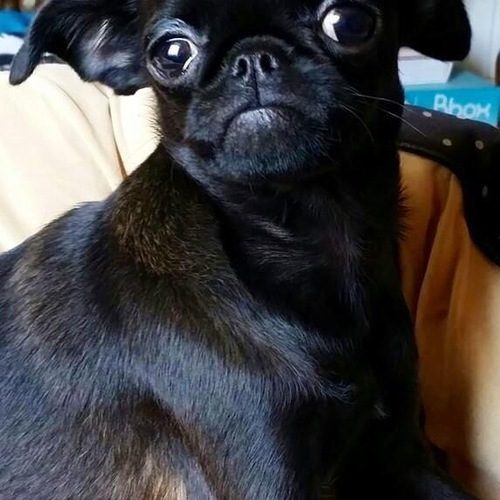 Eleveur de chihuahua et petit brabançon