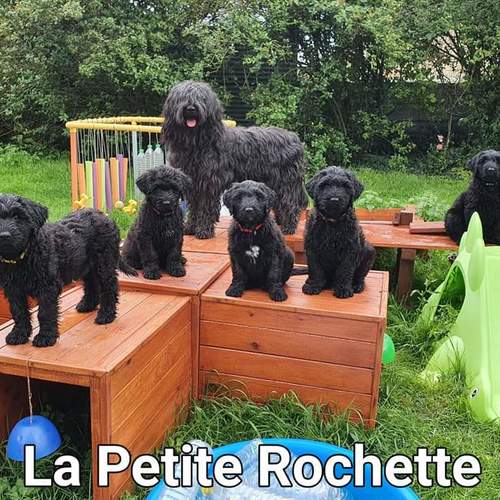 Élevage : berger de brie