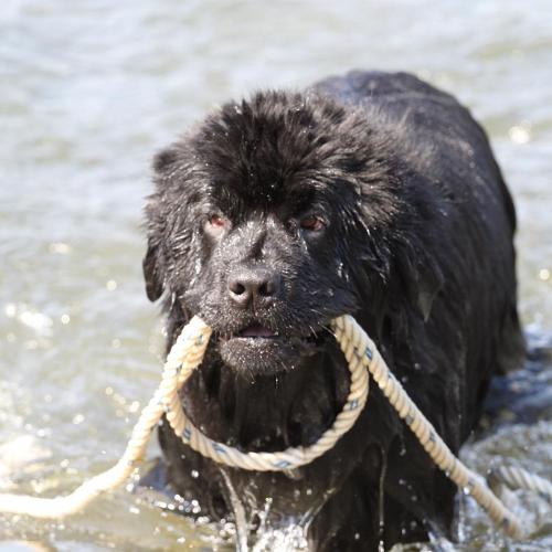 Eleveur : élevage du paquis des hauts de fees