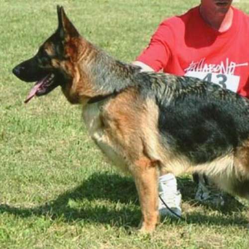 Eleveur : Les Greniers Du Roy