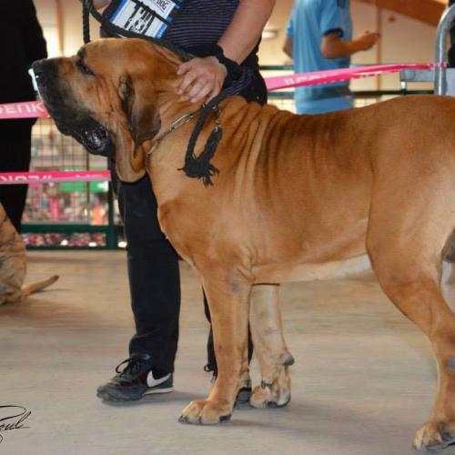 Élevage : fila brasileiro