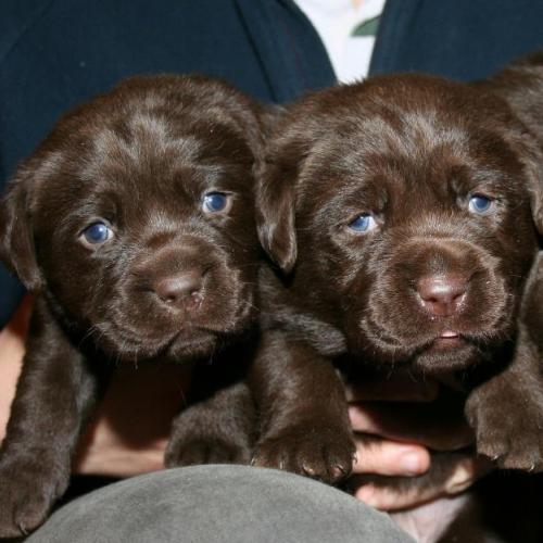 Eleveur : woivre christelle